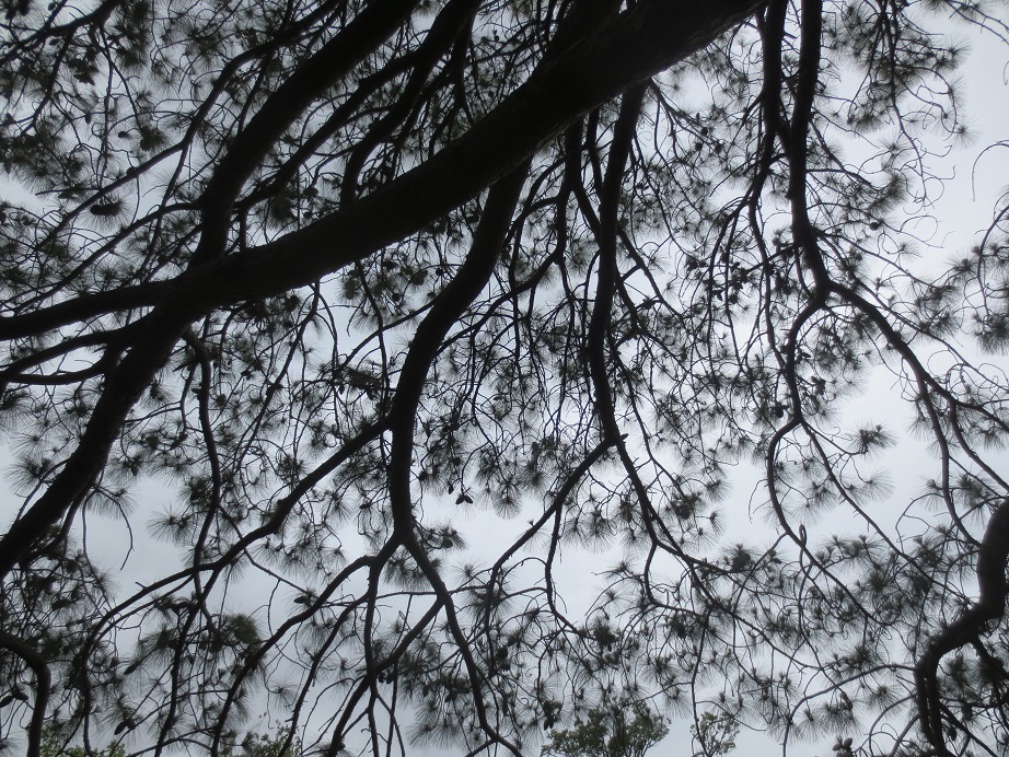 Black and white silhouette of tree branches overhead