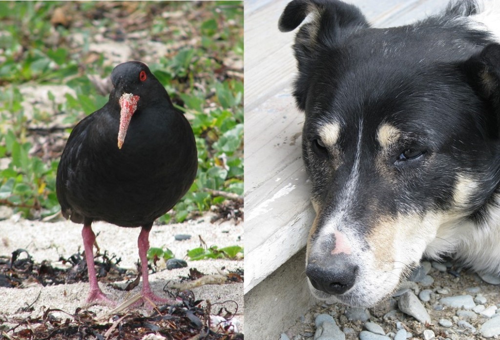 Collage of American oystercatcher and border collie, both with puzzled expressions.