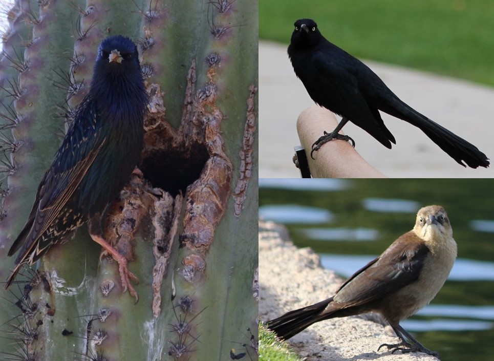 Collage of starling on saguaro cactus; and 2 great-tailed grackles