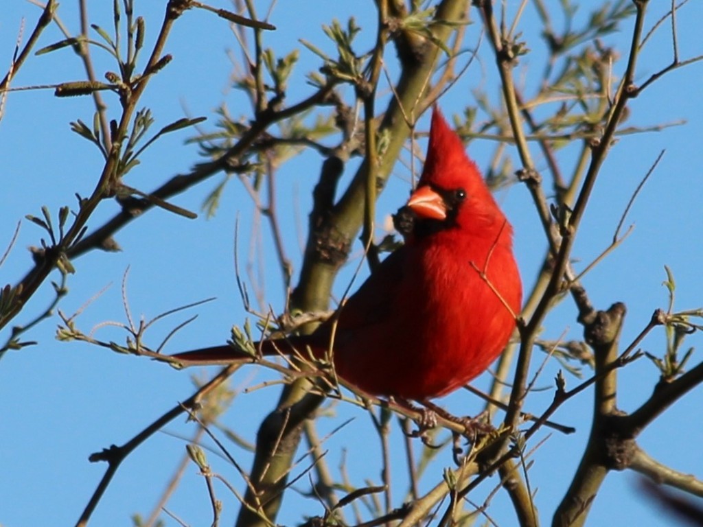 Bright red male Northern Cardinal in bare tree.