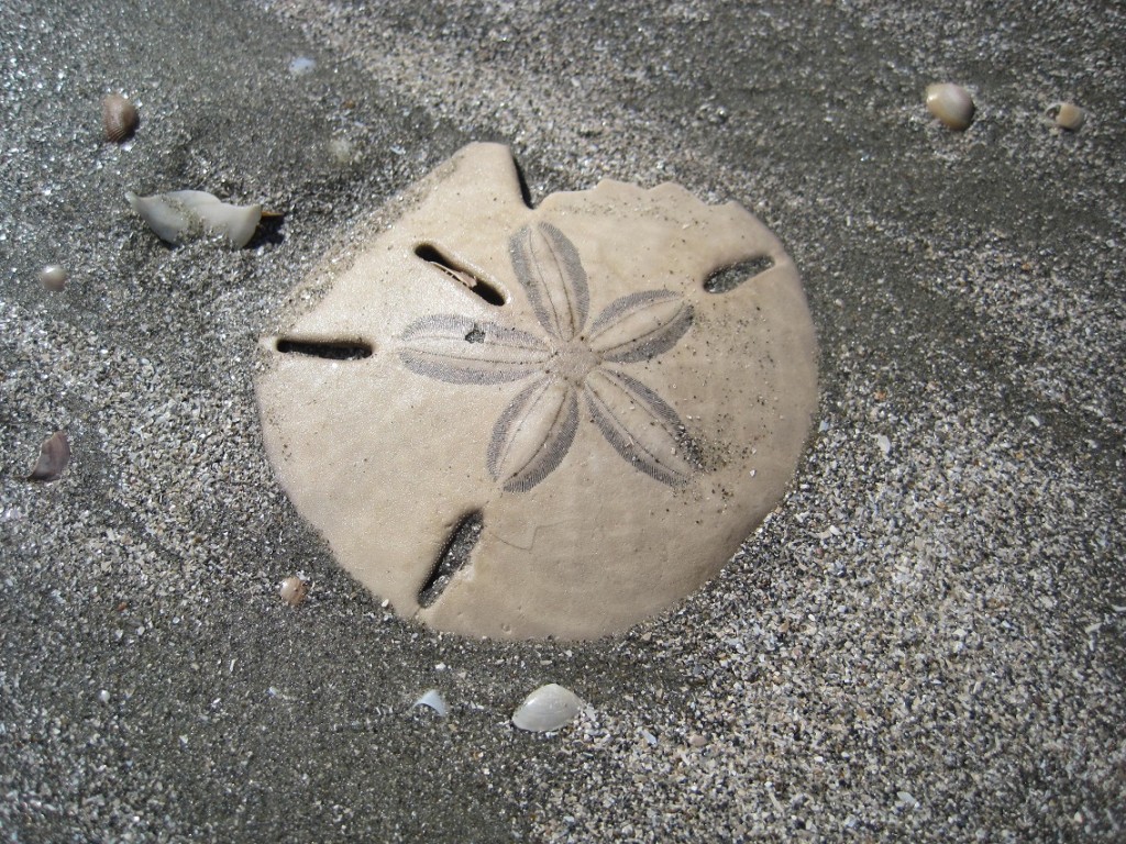 Close-up of irregular sand dollar on beach.