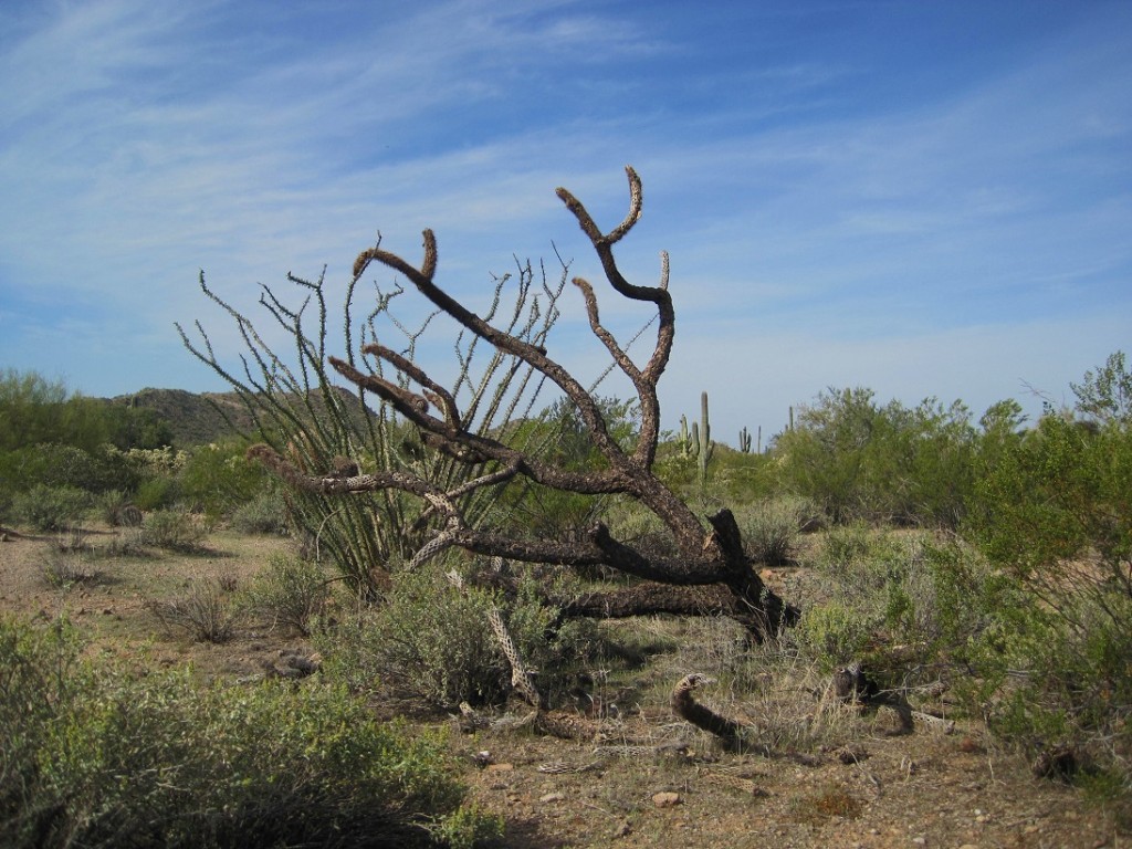 Ocotillo cactus in leaf, creosote bushes, and dead cactus.