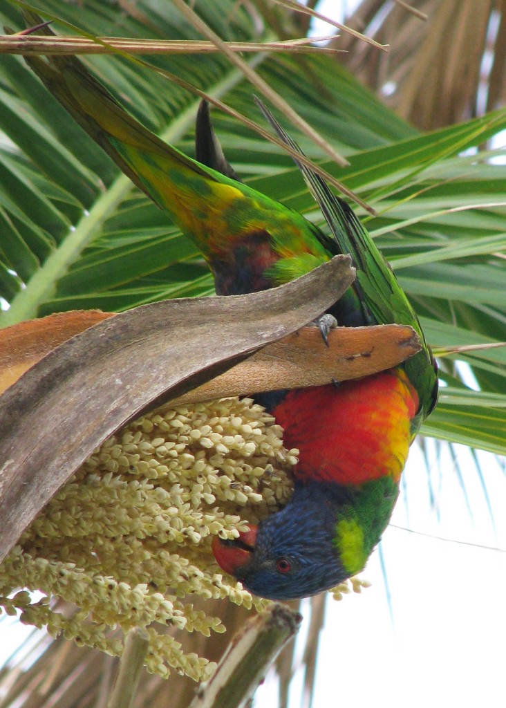 Upside-down rainbow lorakeet in a palm tree, eating seeds.