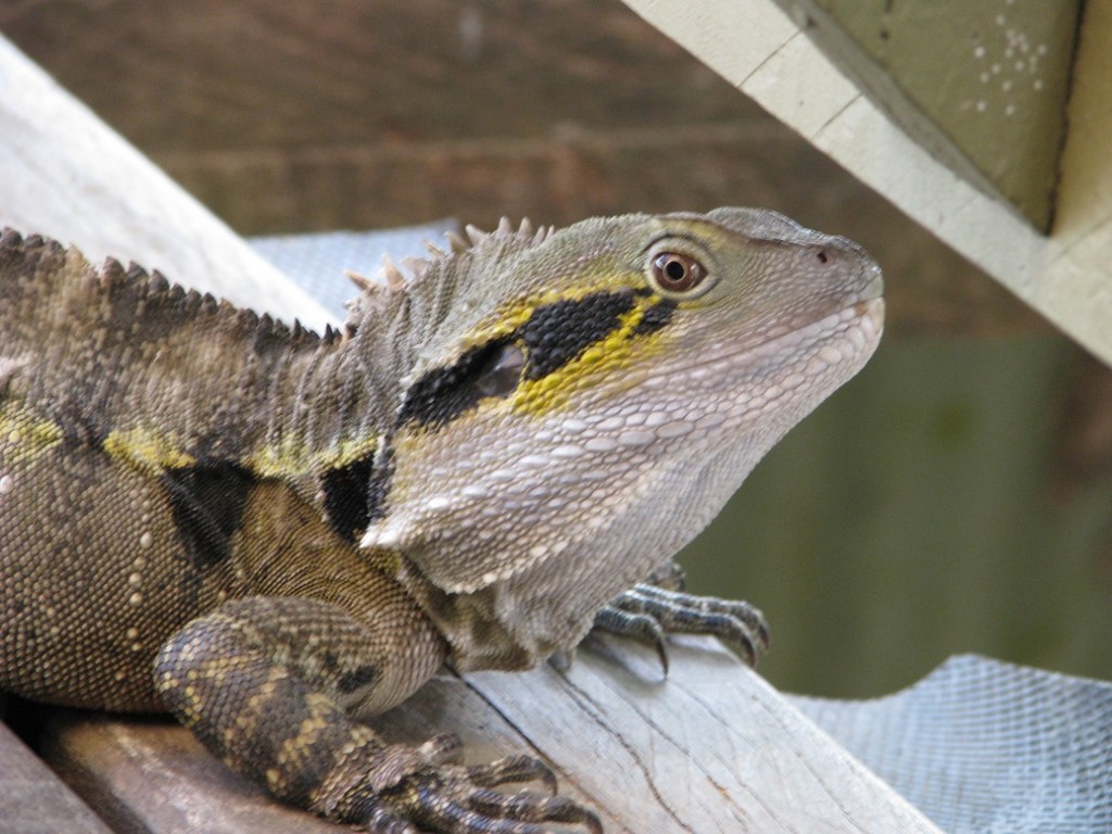 Close-up of water dragon on wooden deck.