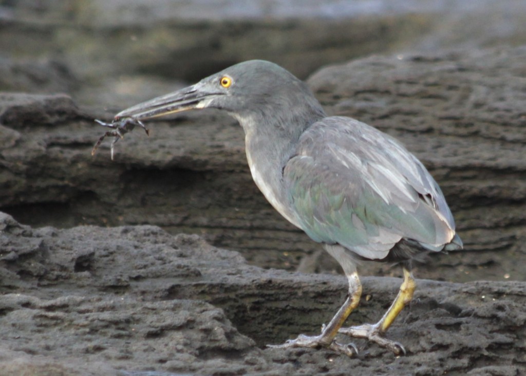 Galapagos heron with baby Sally Lightfoot Crab in beak.