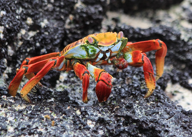 Close-up of a Sally Lightfoot crab on black lava, in the Galapagos.