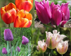 Montage of four types of tulips (orange/red stripe, hot pink, purple, and soft pink) from community garden.