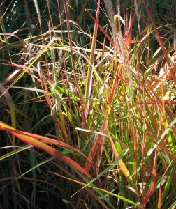 Tall grasses with jumbled mix of tan fronds and green, red, and tan leaves, in early morning October sunshine.