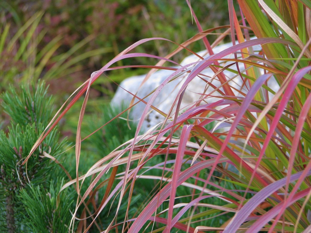 Red and tan grass leaves arcing left in foreground; out-of-focus boulder in background.