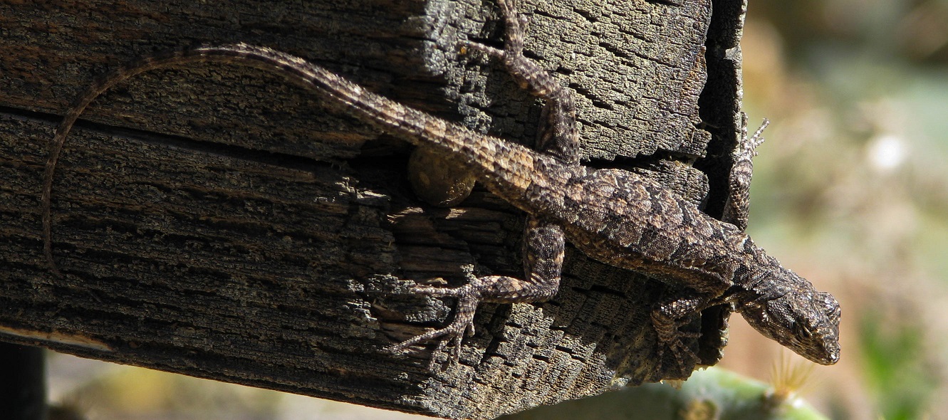 Brown and grey lizard camouflaged against weathered wood.