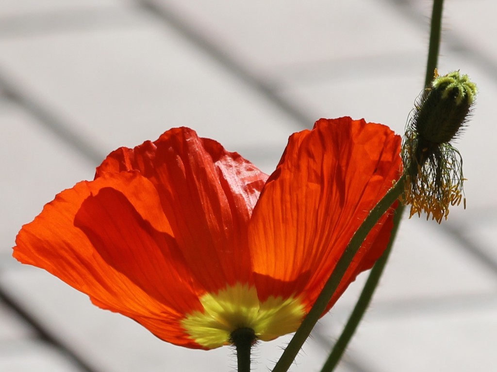 Red poppy in full bloom and seed case