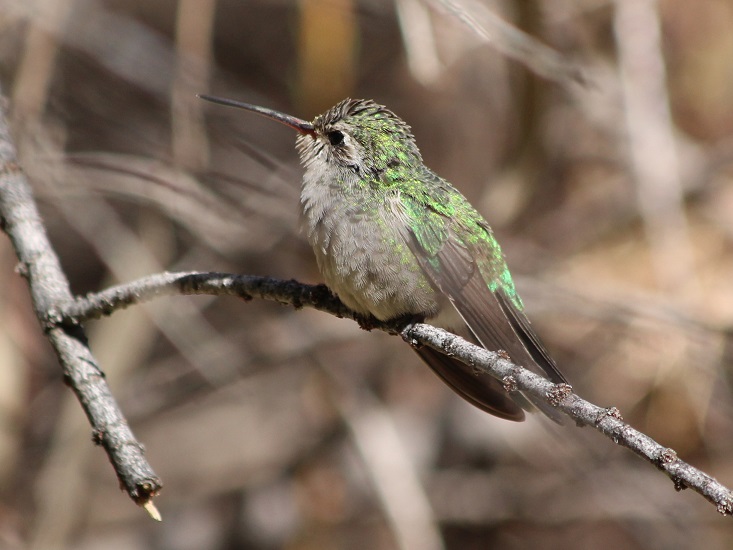 Close-up of hummingbird on branch.