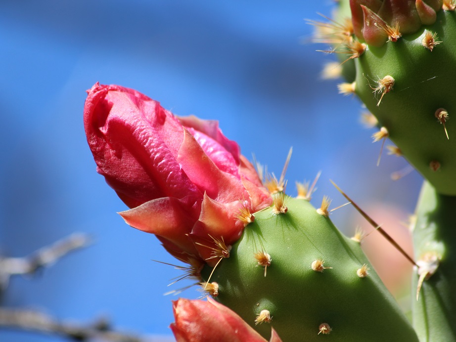 Close-up of curled-up, red cactus flower.