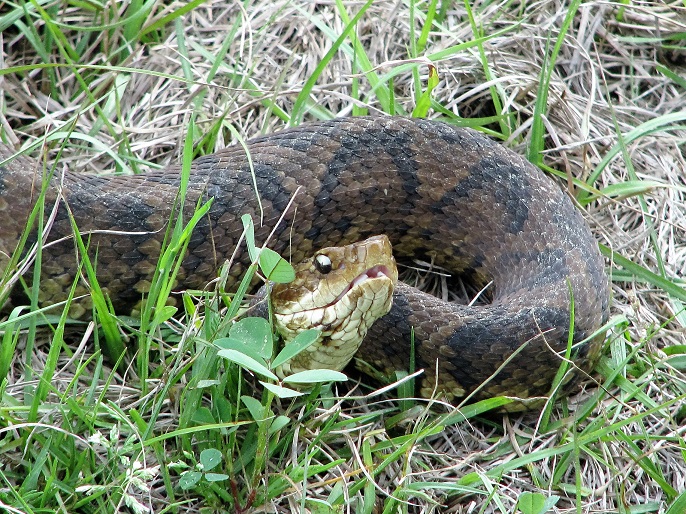 Close-up of cottonmouth