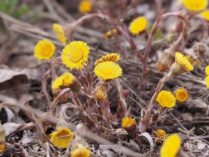 Close-up of yellow dandelion-like flower in early spring.