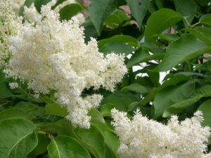 Close-up of white lilac florets.