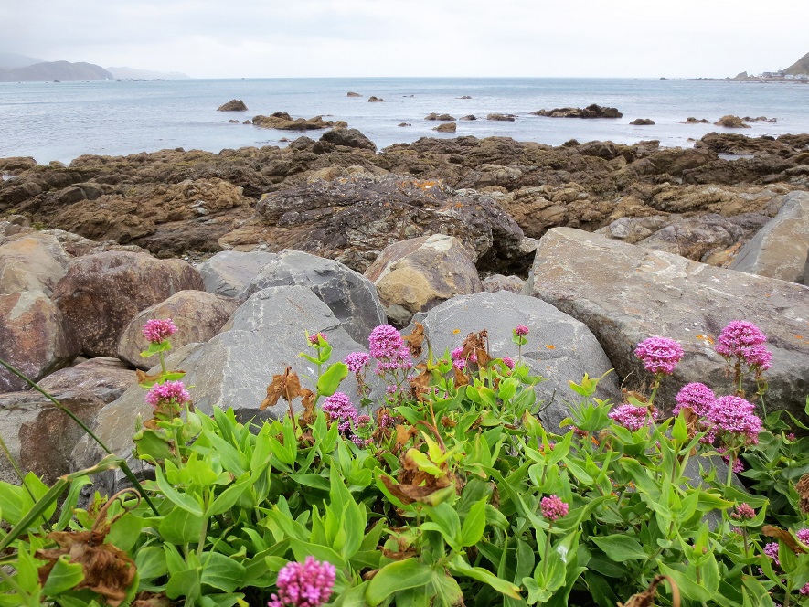 Ground-level view of rocky shore near Wellington, NZ; purple flowers in foreground.