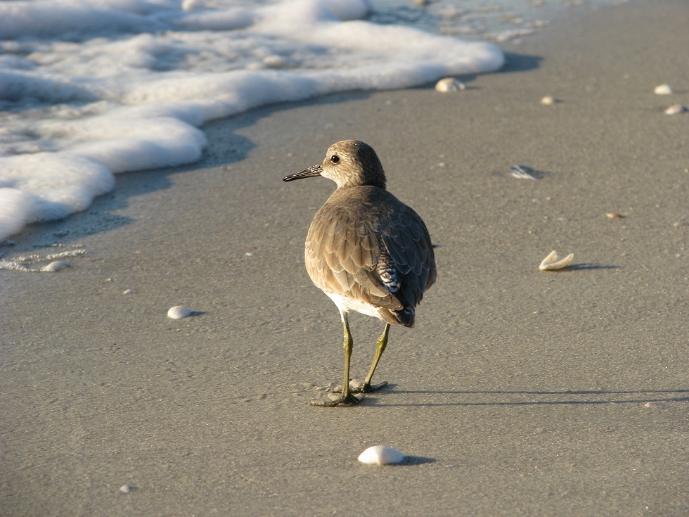 Shorebird on the beach, in drab winter plumage.