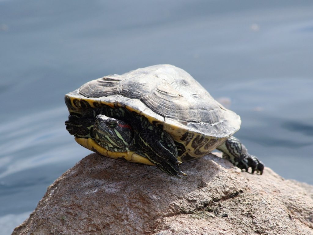 Turtle perched on rock.