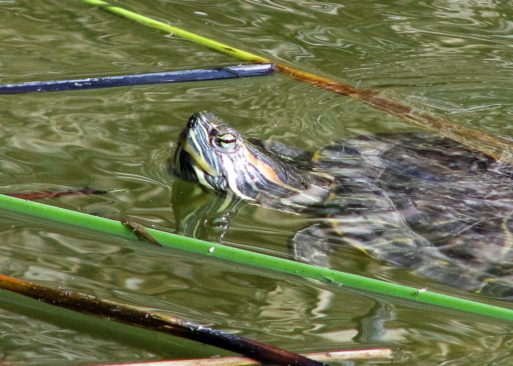 Turtle swimming at surface.