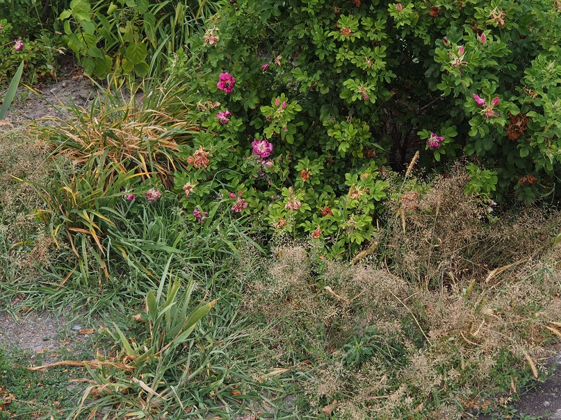 Weeds overtaking daylilies and rose bush.