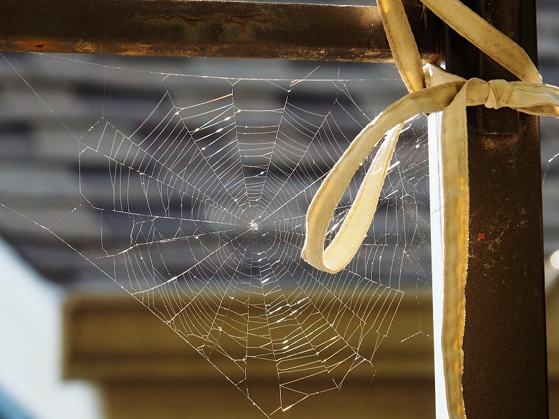 Spiderweb in corner of gazebo frame.