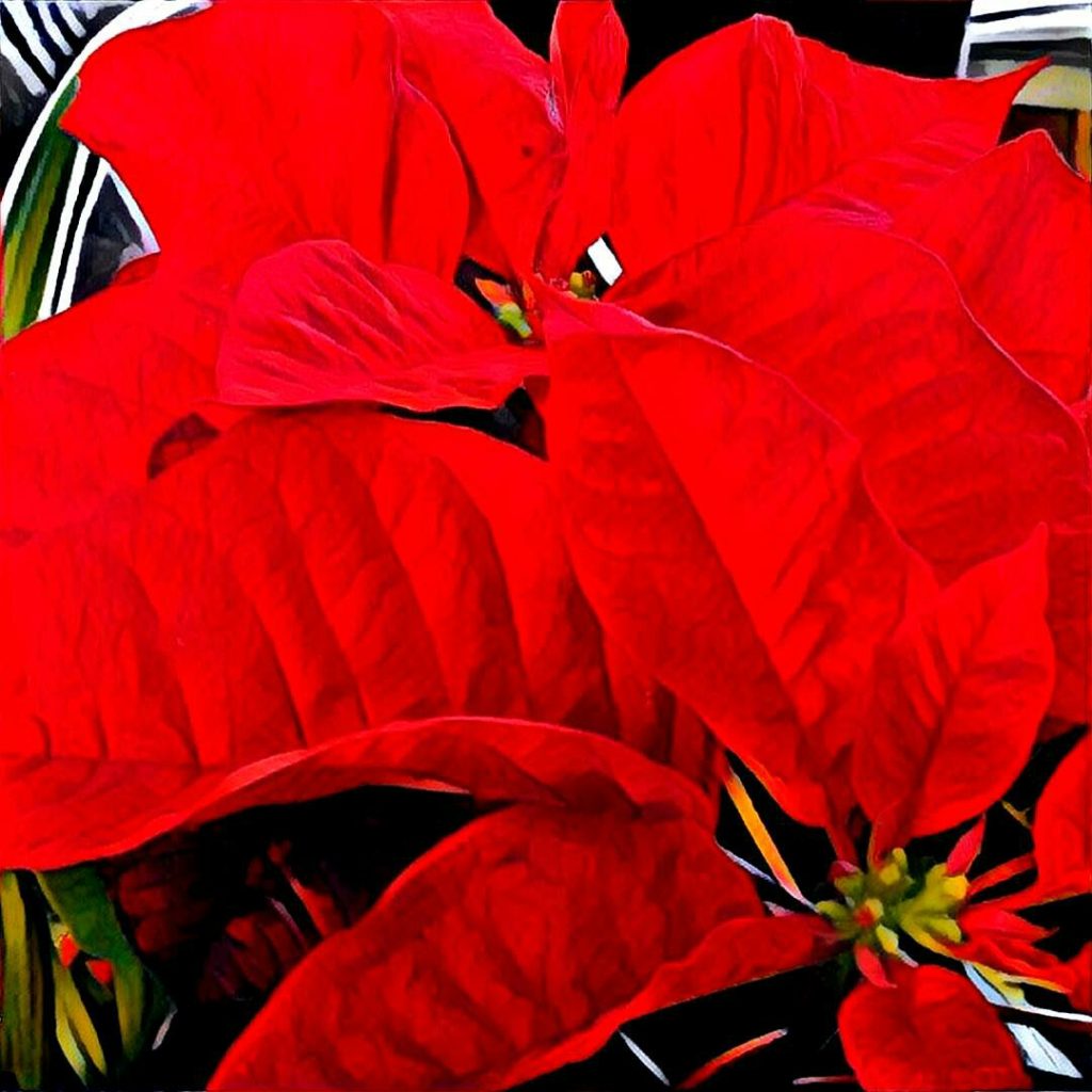 Close-up of red poinsettia.