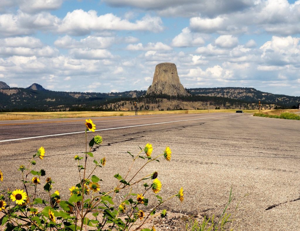 Devils Tower in distance; brown-eyed susans in foreground.