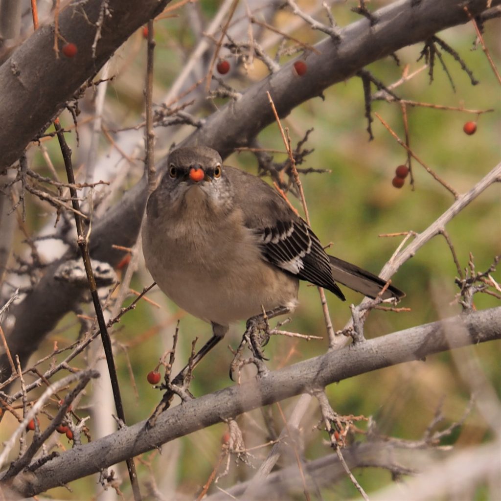 Straight-on view of northern mockingbird with berry in beak