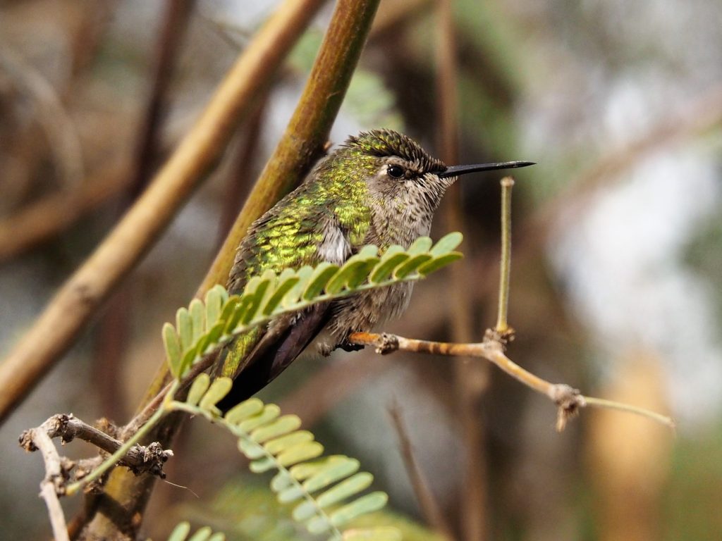 Hummingbird (Anna's?) on branch.