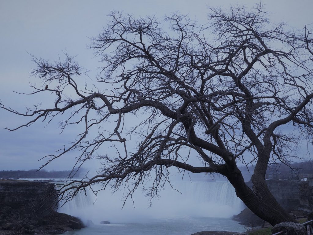 Silhouetted tree in foreground; Horseshoe Falls in background.