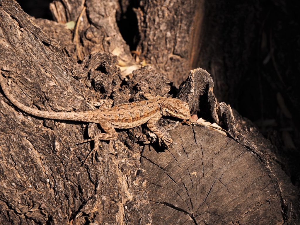 Brown gecko camouflaged against rugged tree bark.