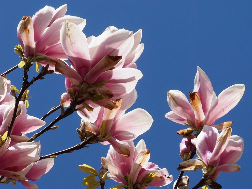 Multiple magnolia blossoms shot against blue-sky background.