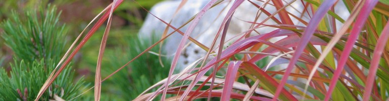 Red and tan grass leaves arcing left in foreground; out-of-focus boulder in background.