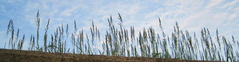 Grass poking up behind retaining wall over my head.