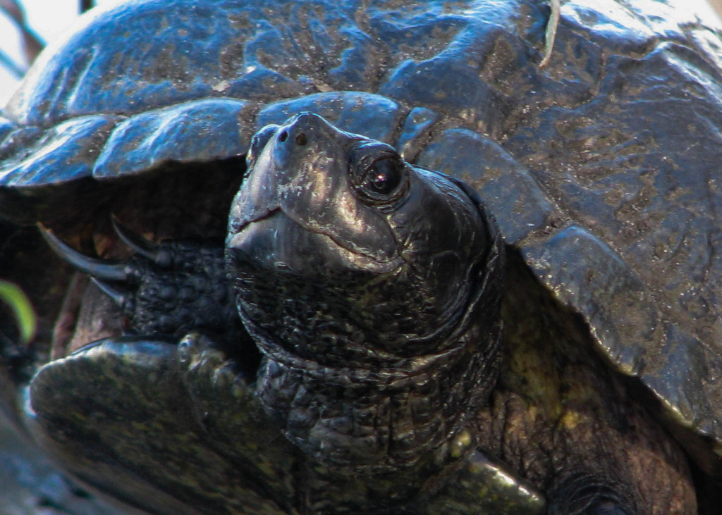 Turtle, Myrtle Beach SC | Traditional Iconoclast