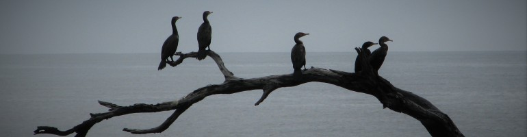 Silhouette of 5 cormorants on branch against grey sea.