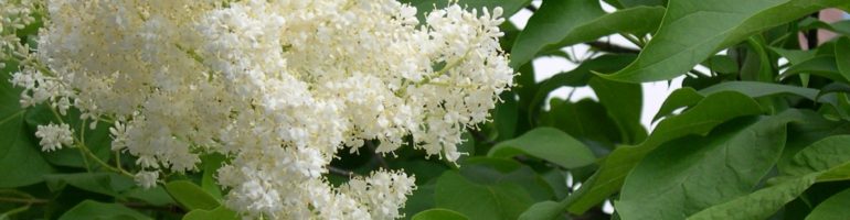 Close-up of white lilac florets.