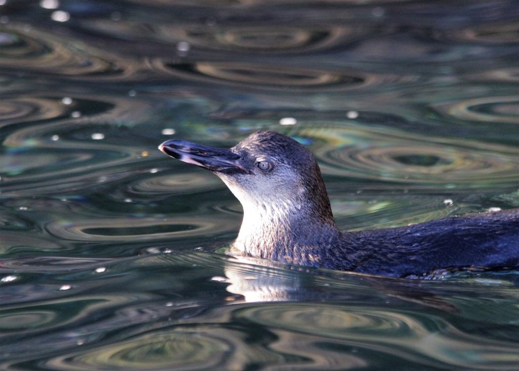 Penguin swimming on surface of water.