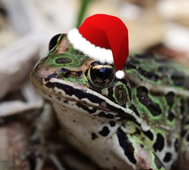 The Christmas Frog | Traditional Iconoclast