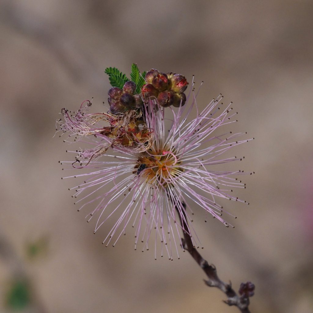 Single lavender fairy duster bloom