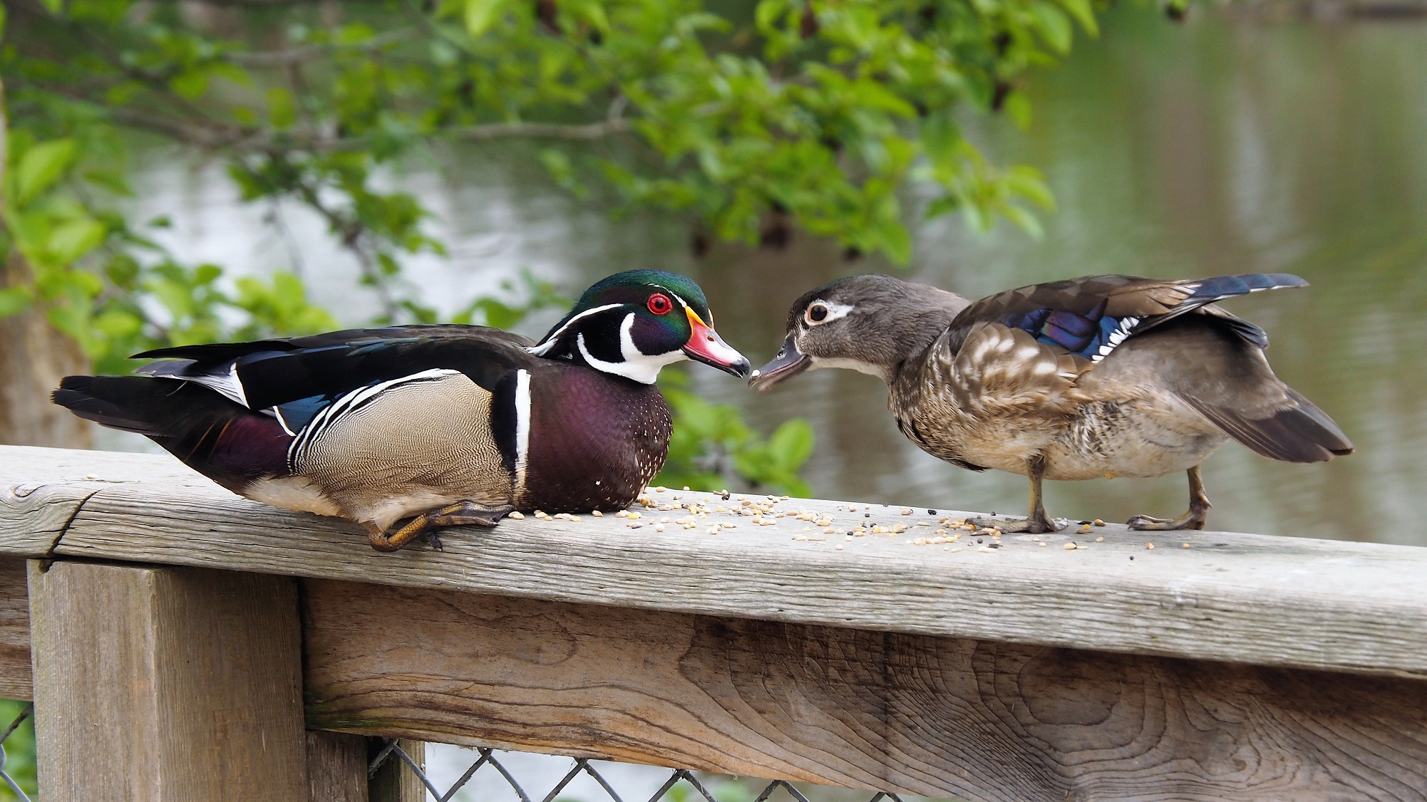 Wood Ducks, Ladner BC | Traditional Iconoclast