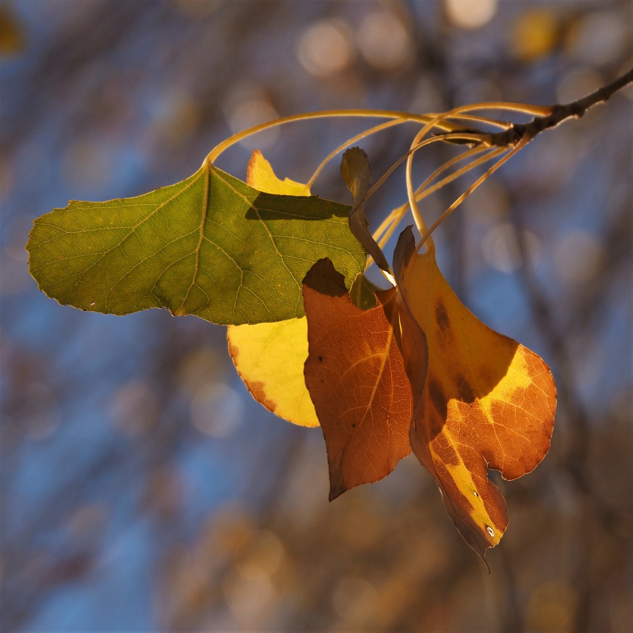 Cottonwood Leaves, Gilbert AZ | Traditional Iconoclast