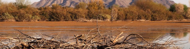 Brush and reflection in foreground; mountains in background