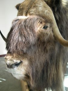 Close-up of stuffed muskox in Iqaluit Airport.