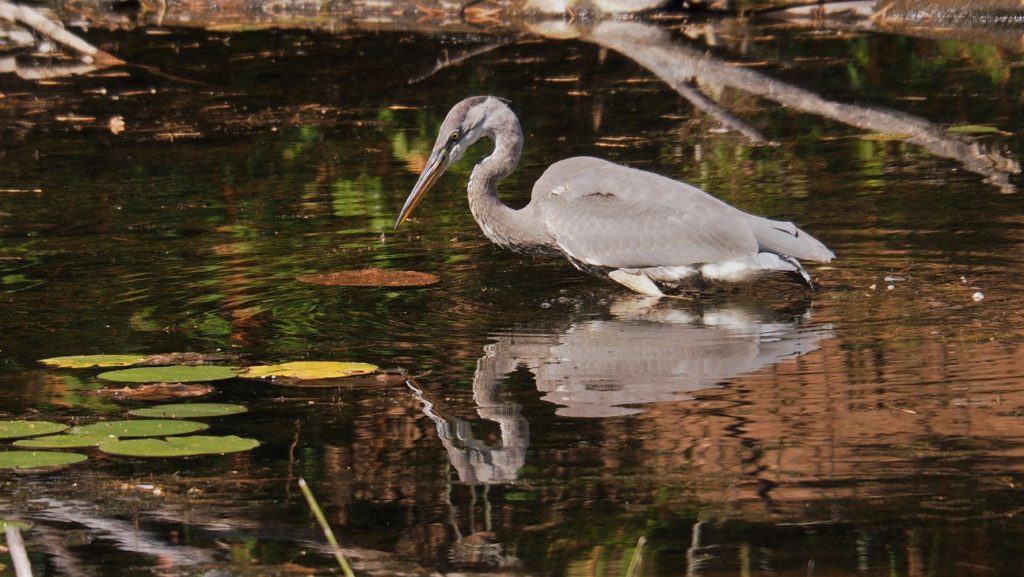 Great blue heron in hunting pose, standing in autumn-coloured pond.