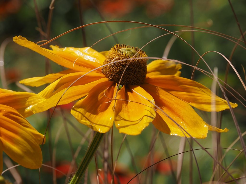 Close-up of coneflower, glistening from watering and nestled in dried grasses.