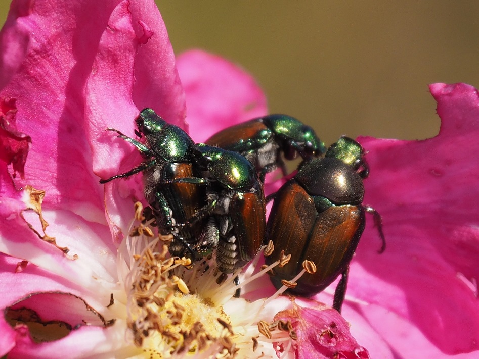 Close-up of Japanese Beetles, mating on a rose petal.
