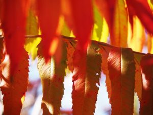 Layers of sumac leaves in autumn colours