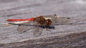 Red-bodied dragonfly